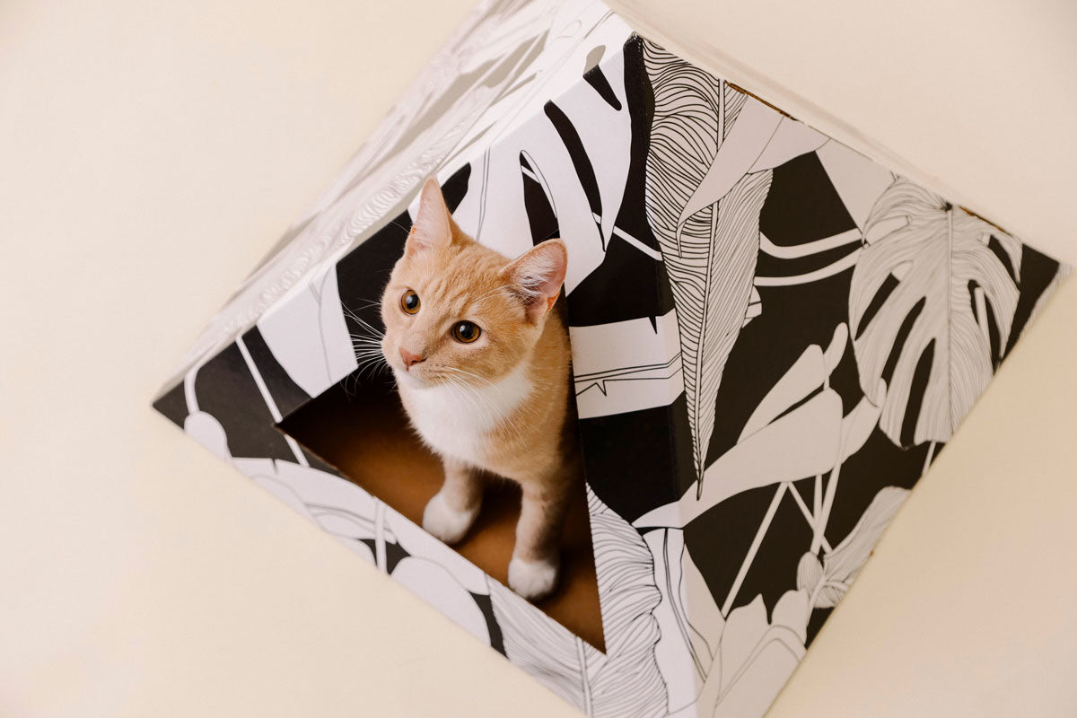 Cat sitting inside a decorative cardboard box hideaway bed with black and white leaf patterns