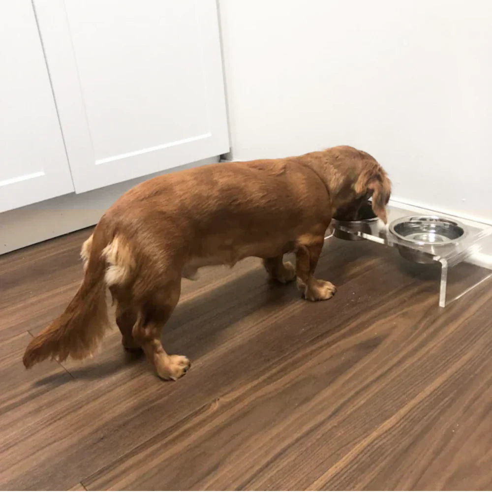 Dachshund eating from elevated acrylic dog feeder with chic design
