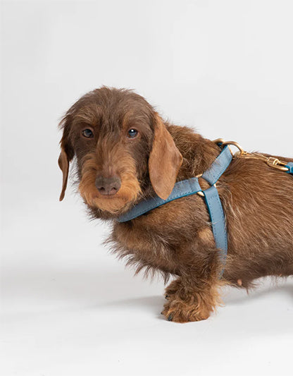 Nappa Leather Dog Harness For Medium Dogs