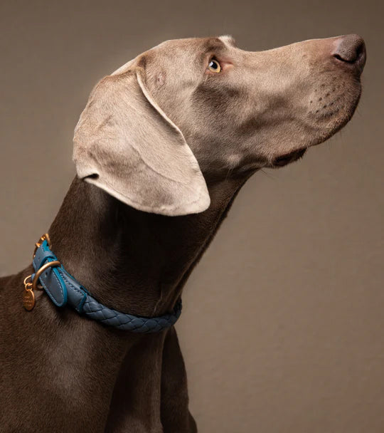 Ferdinando Italian Leather Dog Collar & Leash Set