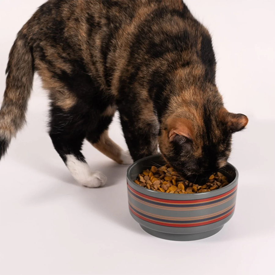 Cat eating from a striped ceramic bowl on a white background with Pendleton patterns