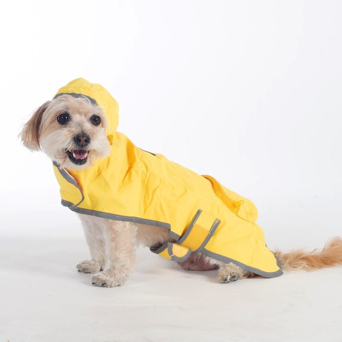 Dog wearing a yellow raincoat on a white background