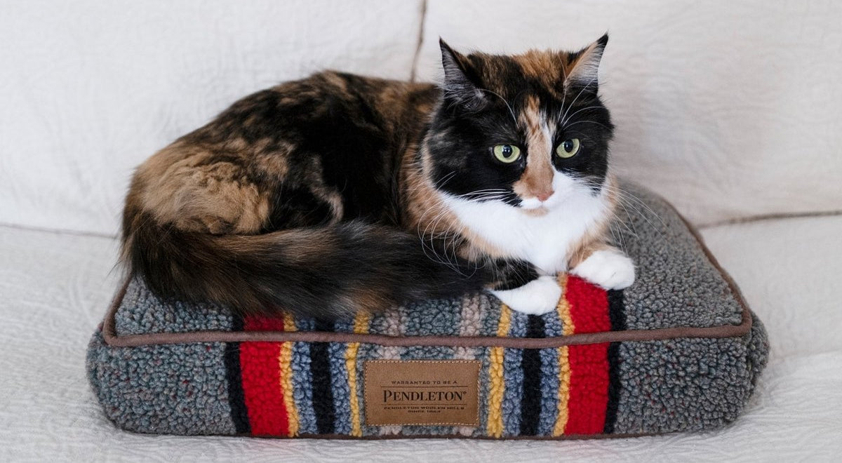 #color_Vintage Camp Heather Green