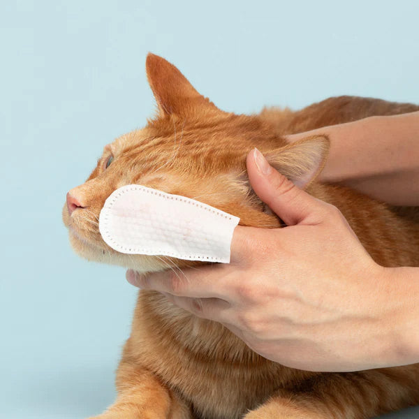 Person cleaning a cat's eye with pet cleaning finger wipe