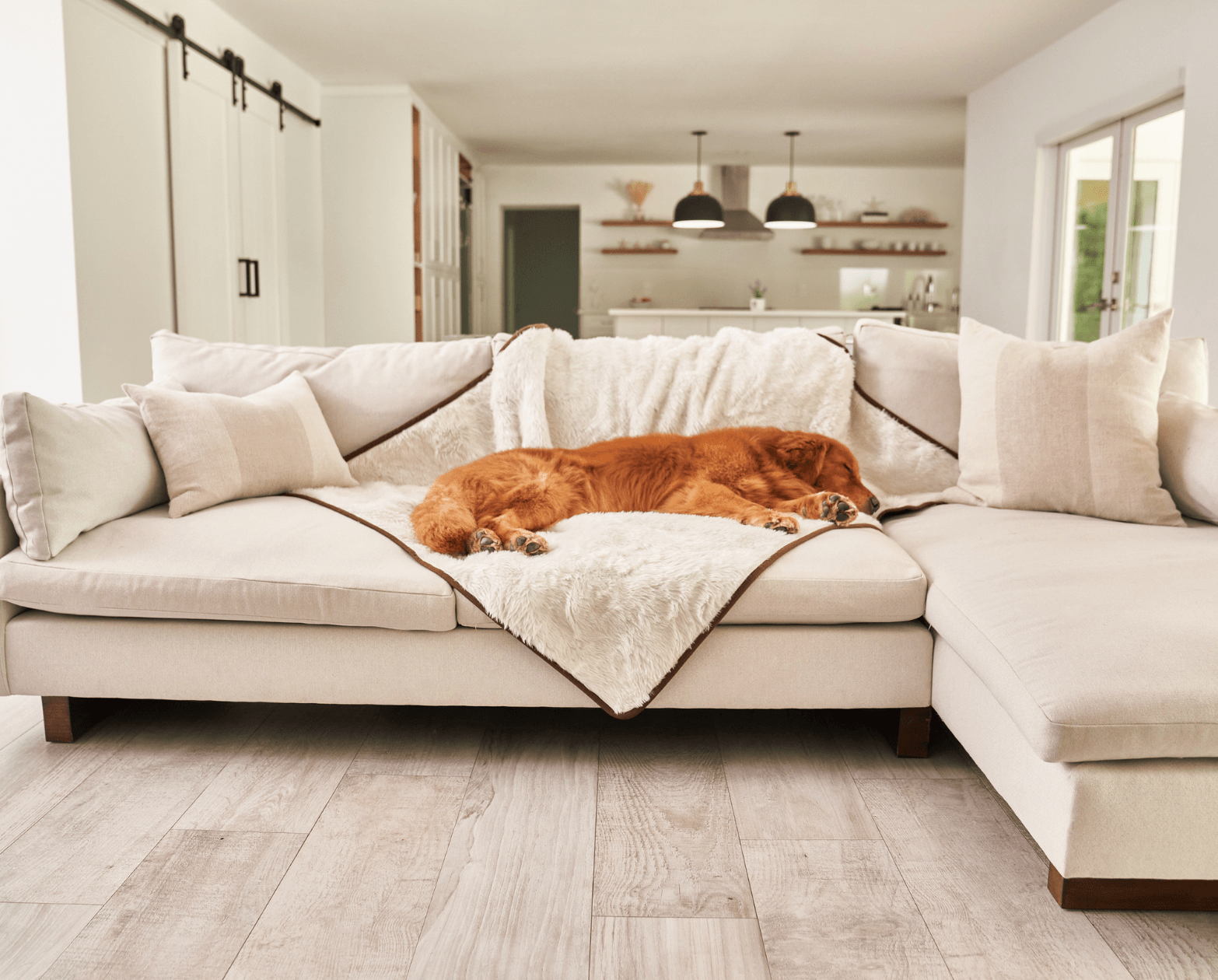 Golden retriever sleeping on a pet blanket with a modern sofa