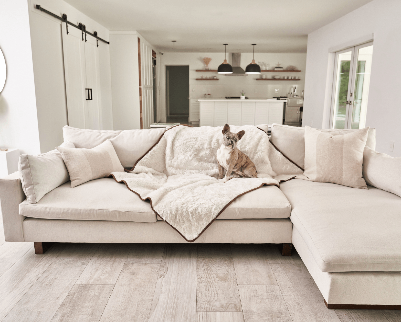 Frenchie on a sofa with a protective pet blanket in a modern home