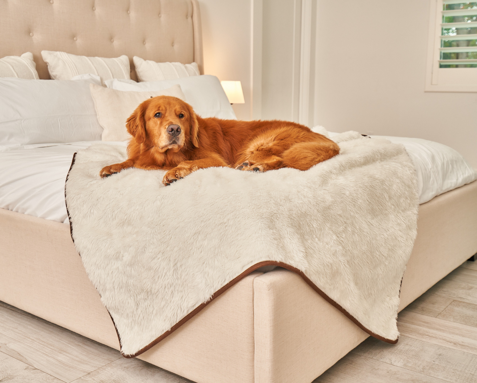 Large dog on a bed with protective pet blanket