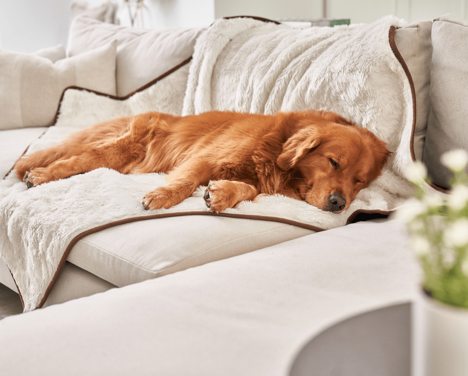 Golden retriever dog on a pet blanket on a modern sofa all cozy and warm looking