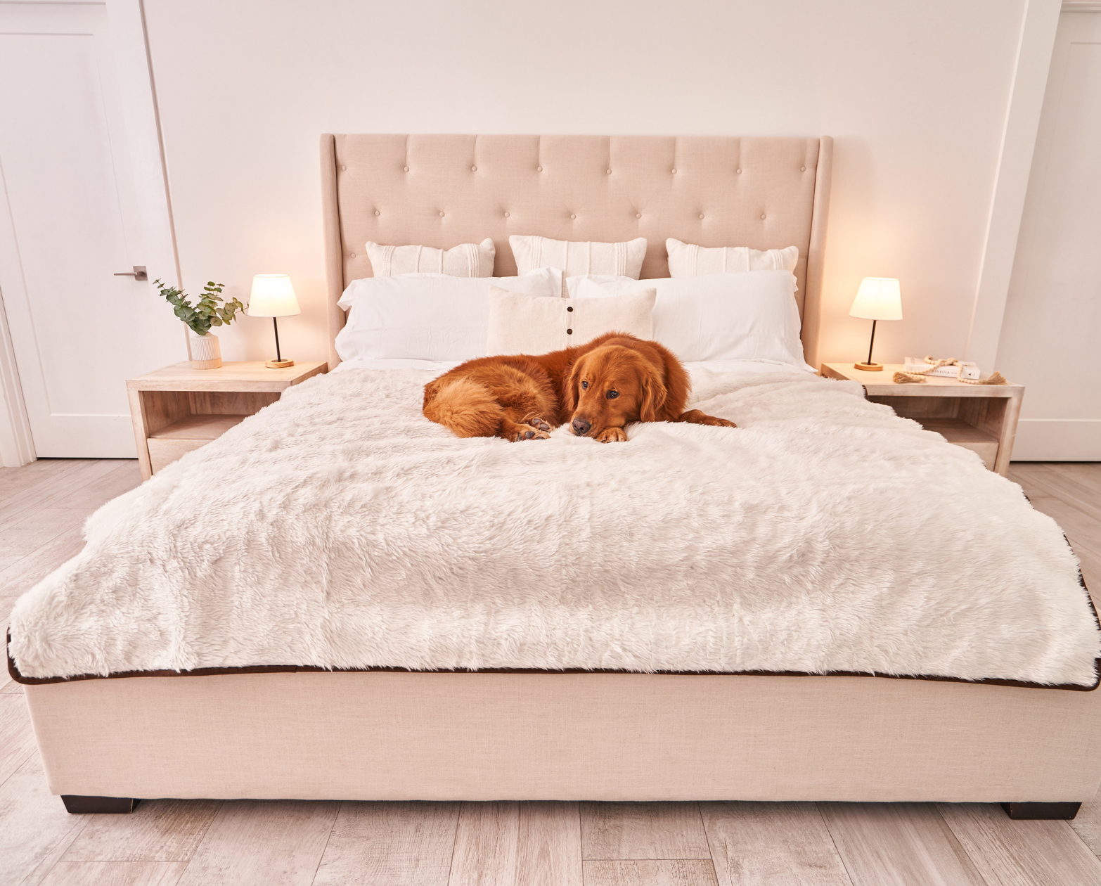 Golden retriever sleeping in a modern bedroom on a protective pet blanket on the bed