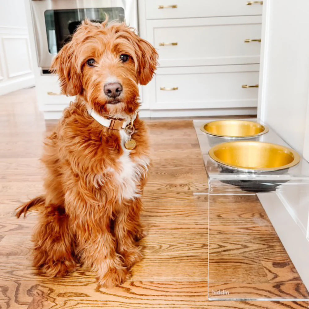 Large terrier poodle dog with his tall elevated dog feeder with high quality stainless steel bowls