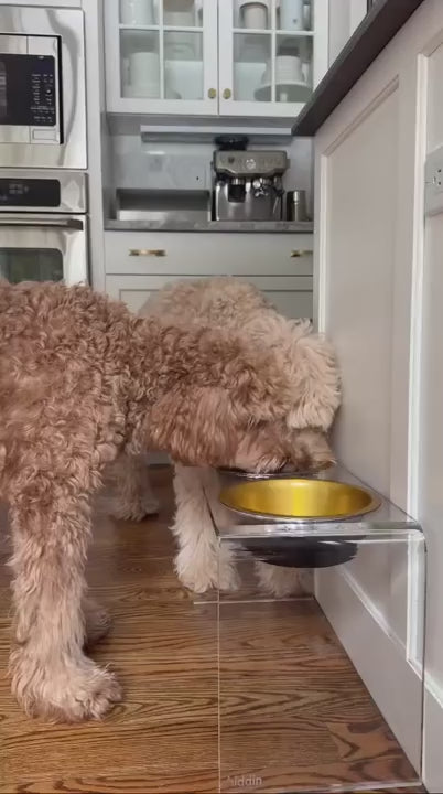 Labradoodles eating from large dog feeder with high quality stainless steel bowls in gold