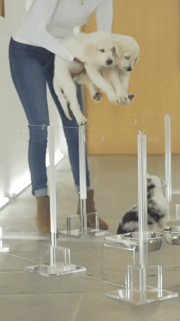 Person holding a dog over a transparent pet playpen gates with another puppy in the background.