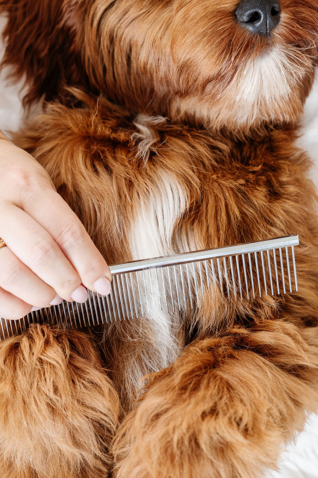 Dog Parent Essentials