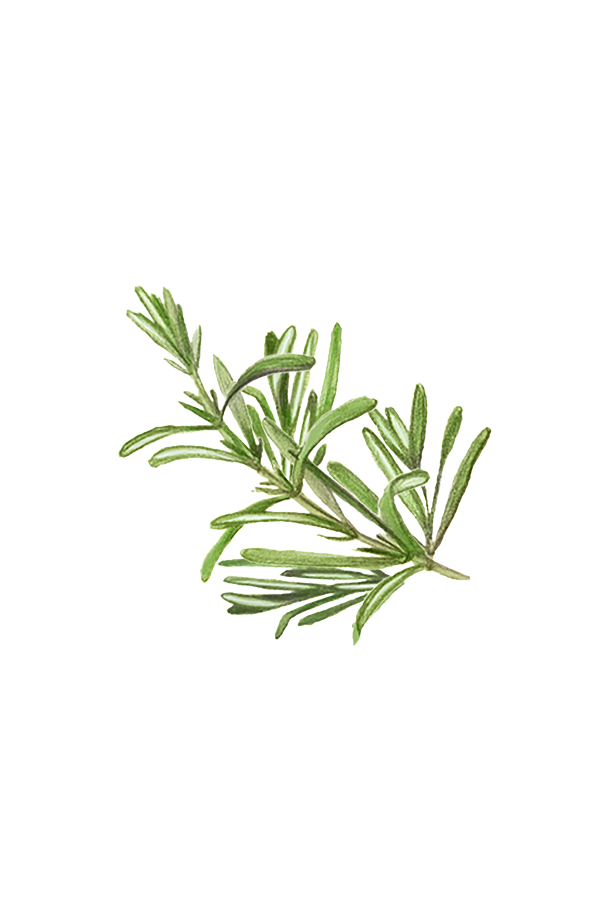 Rosemary Essential Oil