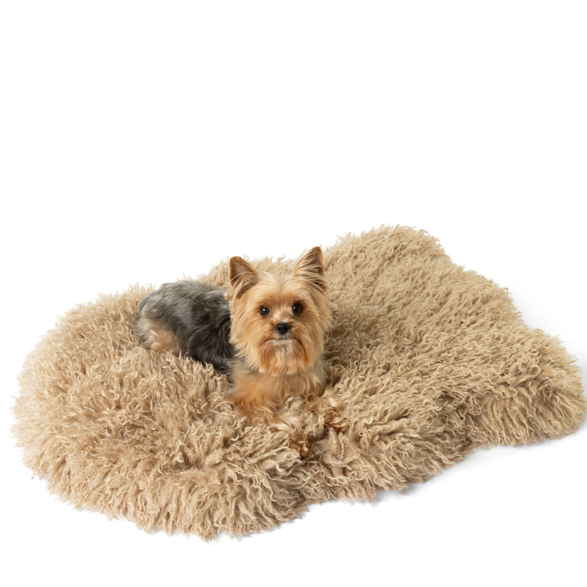 Small dog lying on a fluffy beige pet bed in rug style
