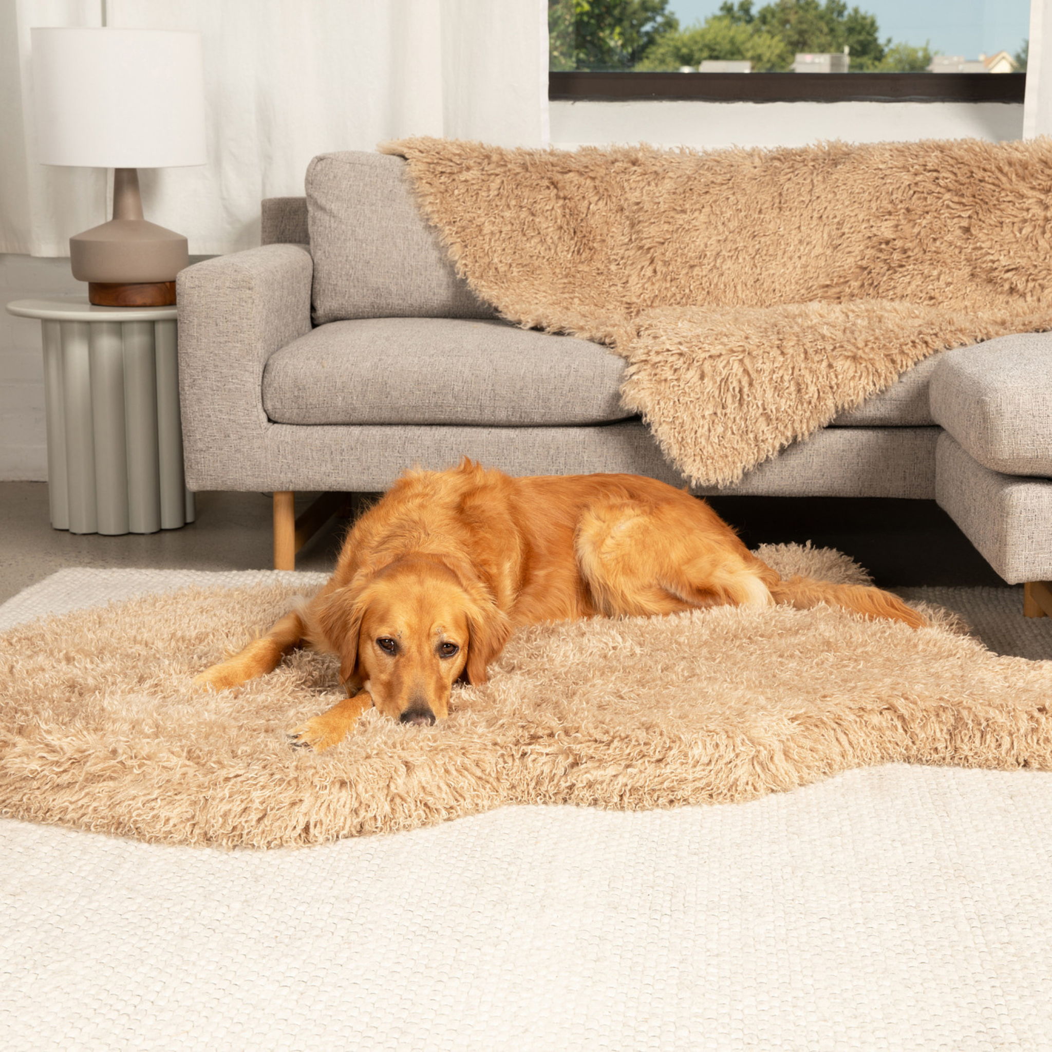 Golden retriever on a large dog bed in rug style