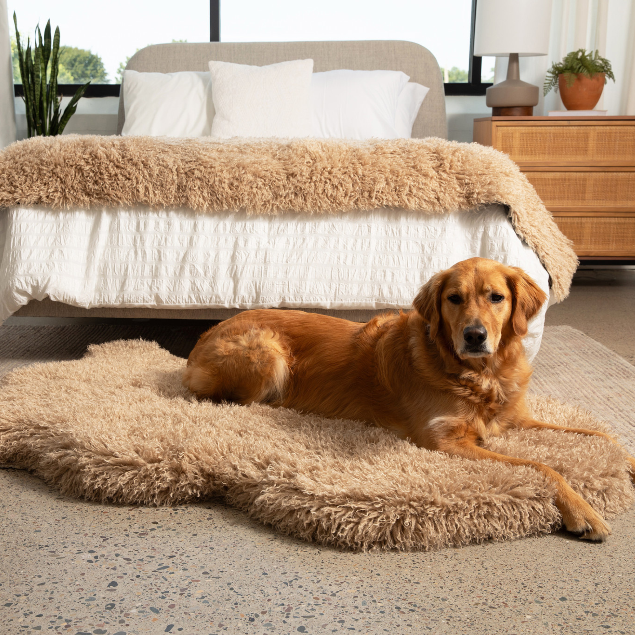 Dog lying on a fluffy bed rug in a bedroom with a rug style dog bed