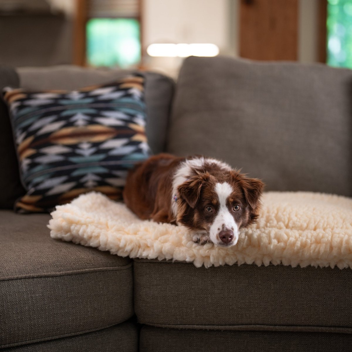 Dog lying on a sherpa cushion mat on a gray couch with a blurred background