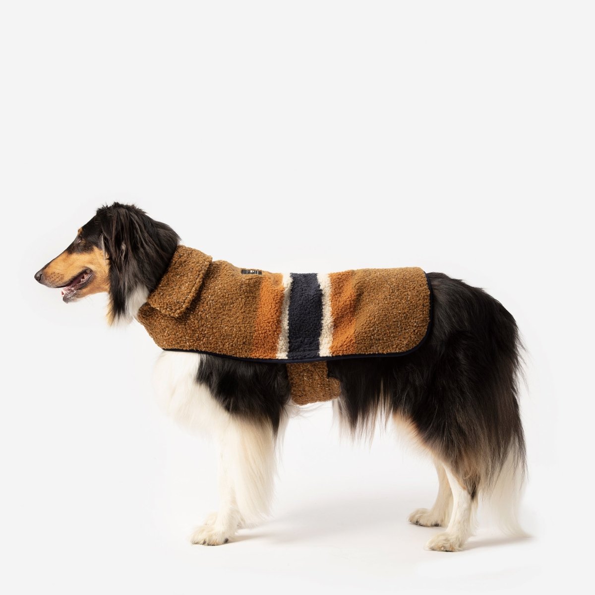 Large dog wearing a brown striped Shinola winter sweater layer on a white background