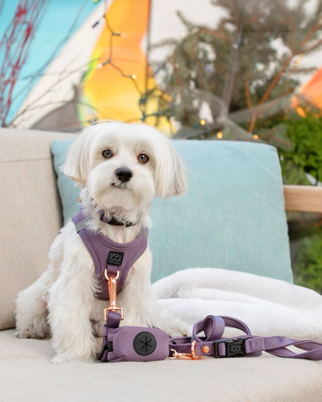 Hands-Free Small Dog Leash - City Lilac Gray
