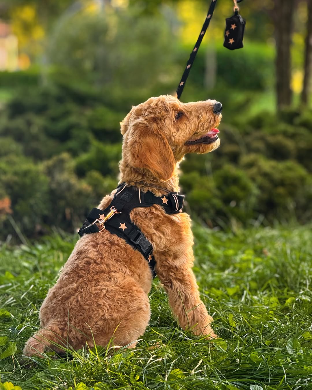 The NoMad Adjustable Luxe Dog Harness | Rockstar