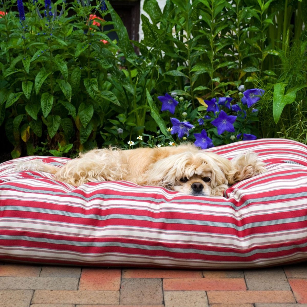 Small dog lying on a striped dog bed as a big cushion in a garden setting with greenery and flowers.
