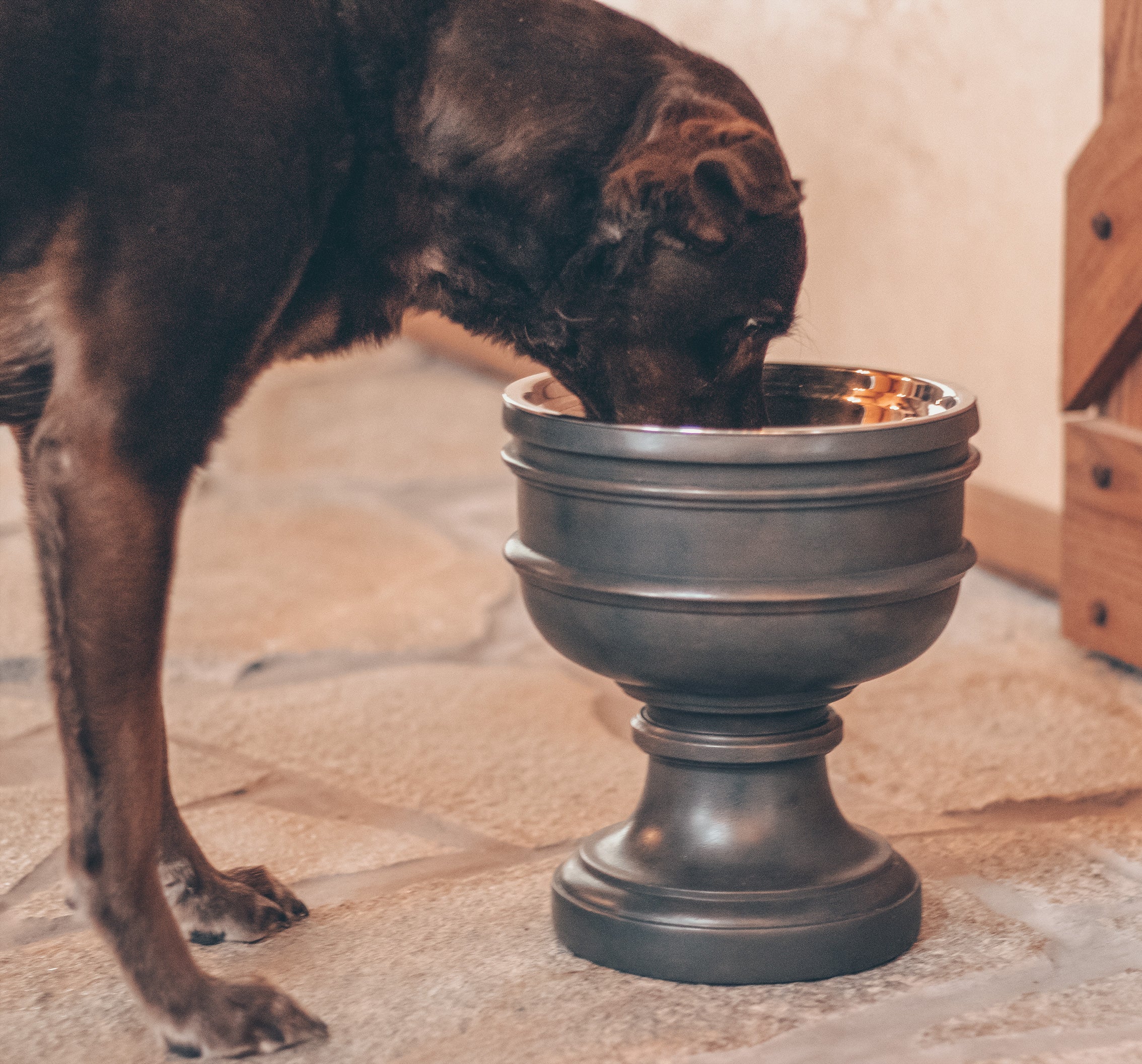 Chalice Style Summit Elevated Pet Bowl for Dogs & Cats