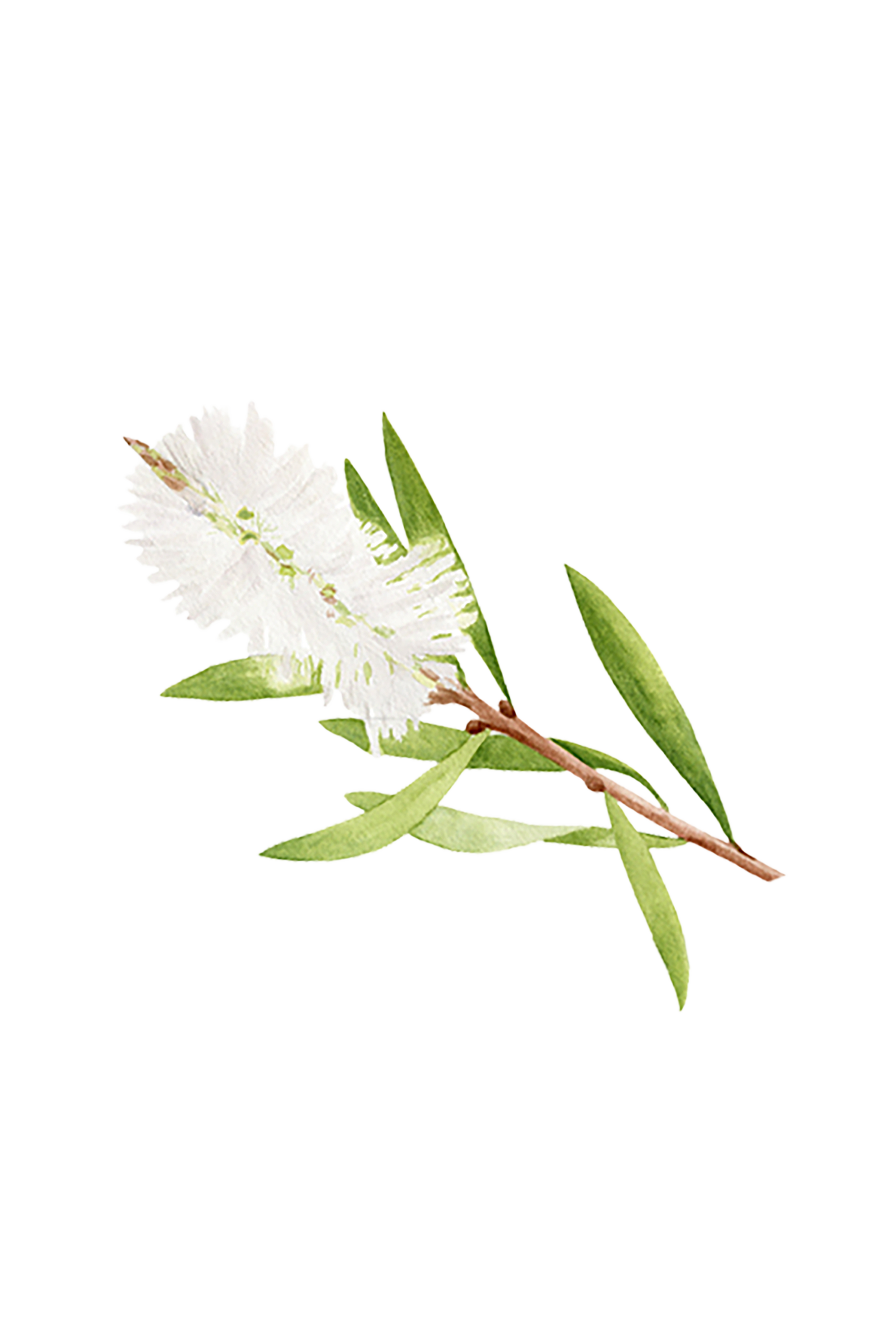 Tea Tree Essential Oil