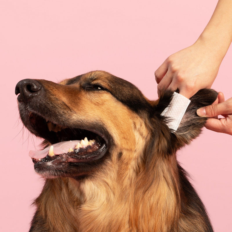 Dog with a bandage on its ear against a pink background