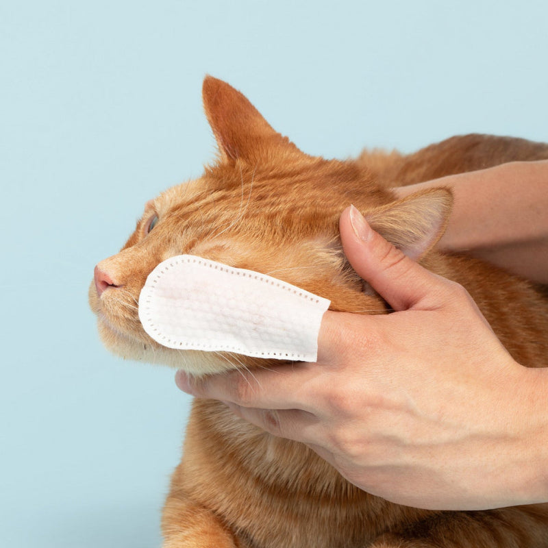 Person applying eye finger wipe to a cat's eye against a light blue background