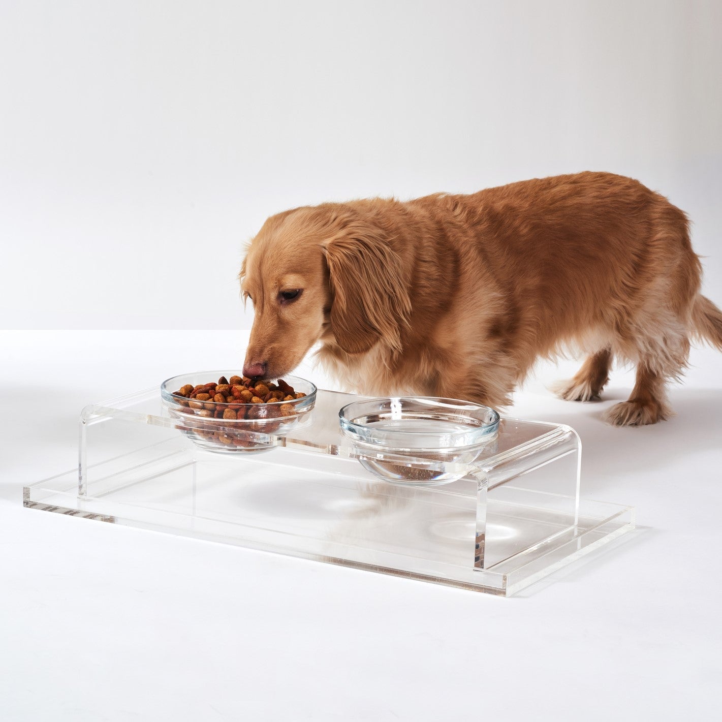 Dachshund dog eating from a raised food bowl on a clear acrylic stand with a white background