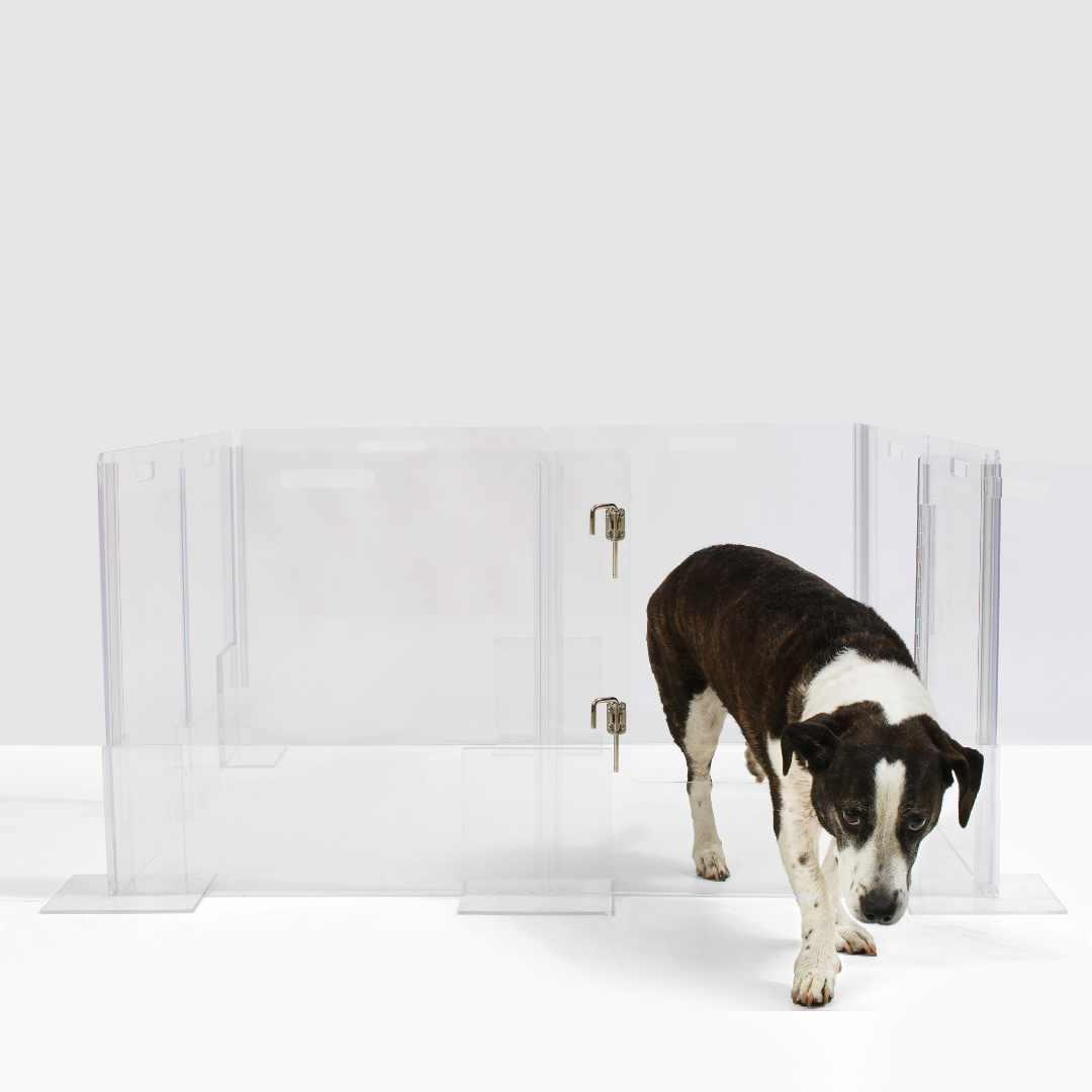 A clear acrylic pet playpen with a puppy inside. The playpen is sectioned off with clear wall panels and a dog is seen stepping out of one section to another.