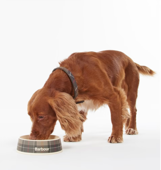 Cocker Spaniel drinking water from Barbour Dog Bowl in Tartan