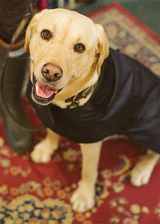 Yellow Labrador in Barbour Wax Dog Coat