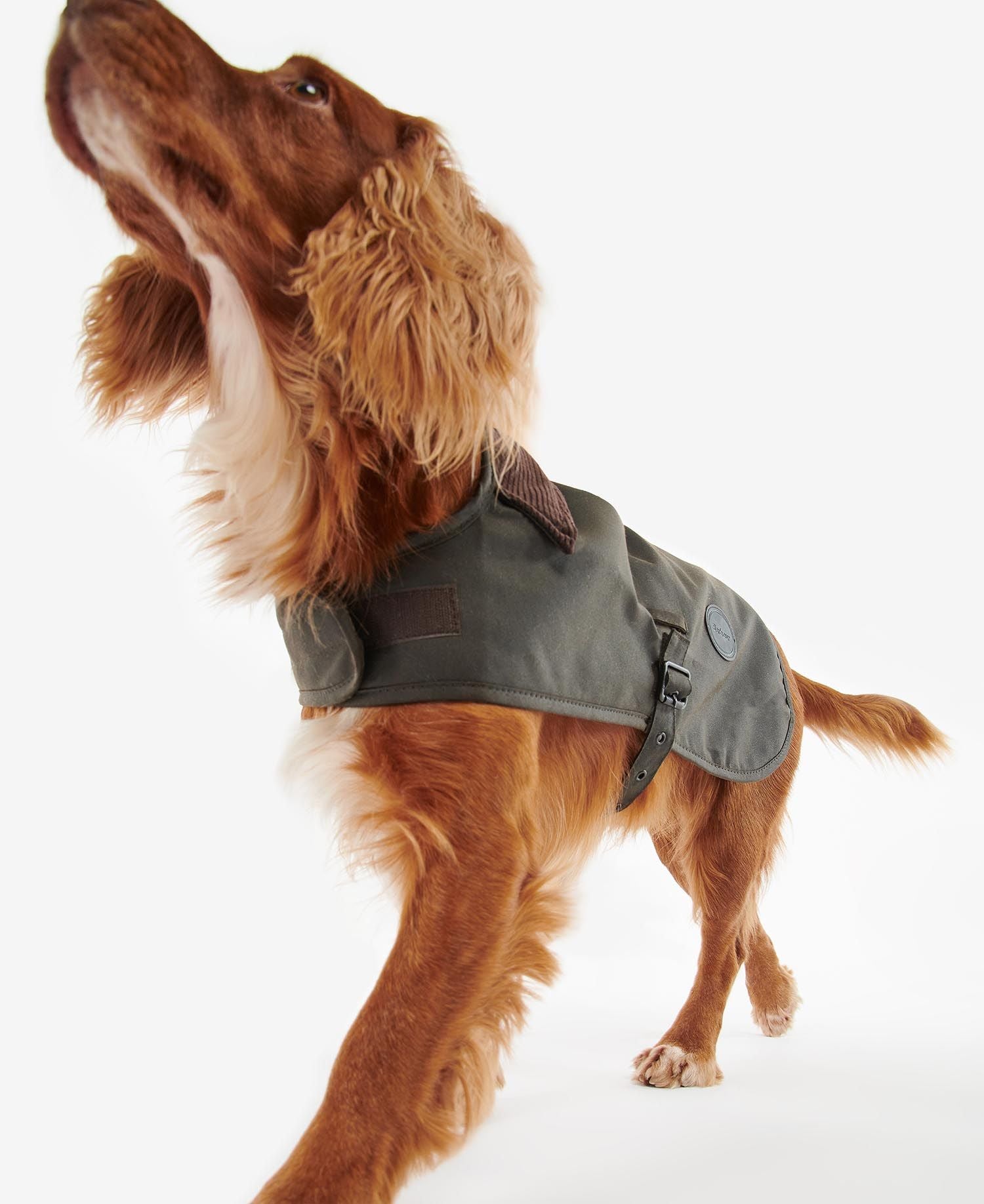 Cocker spaniel with olive color Barbour dog jacket
