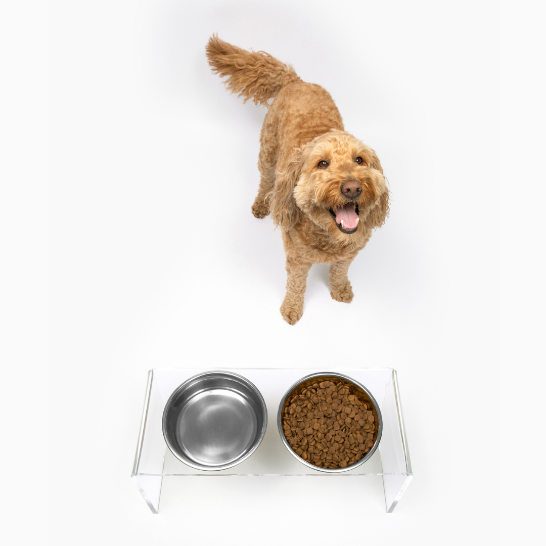Labradoodle and its raised feeder