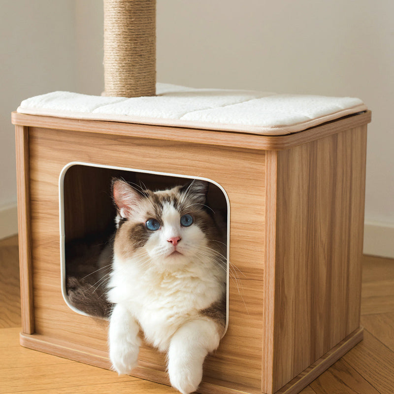 Cat sitting inside Catry cat perch scratching bed.