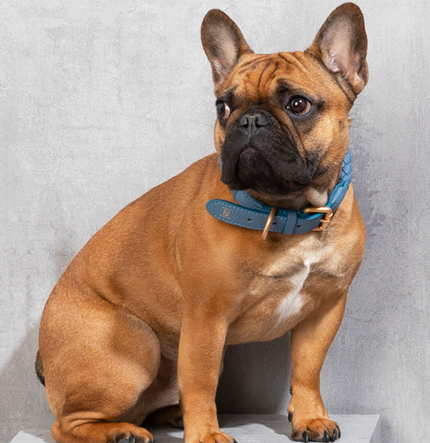 French Bulldog wearing luxury leather collar in blue