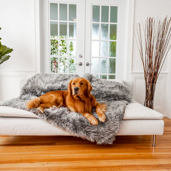 Large golden retriever on PupProtector waterproof sofa blanket