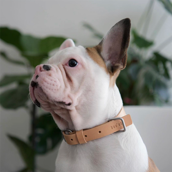 Luxury Italian Buttero Leather Dog Collar, Boo Oh