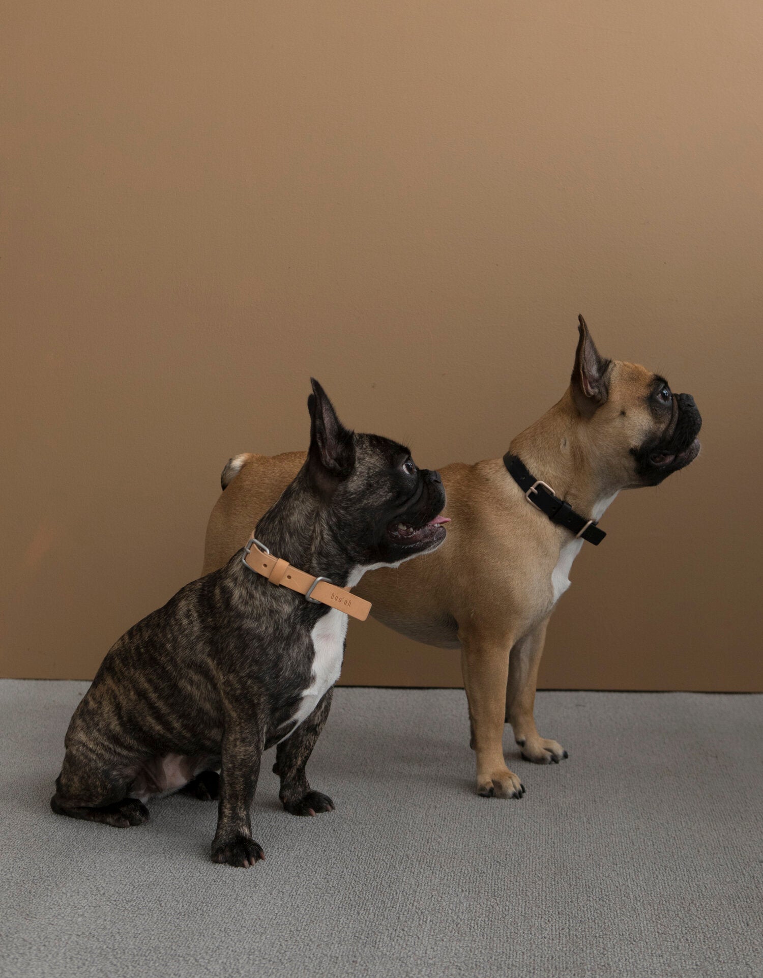 French bulldogs with Italian leather lumi dog collars