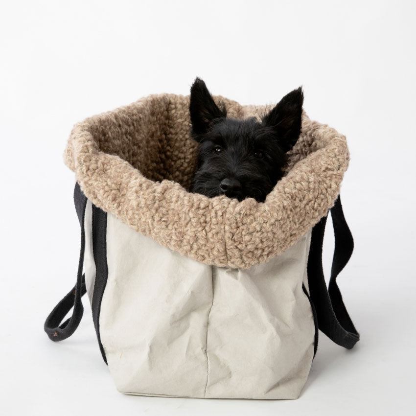 Small terrier dog inside a stylish dog purse carrier