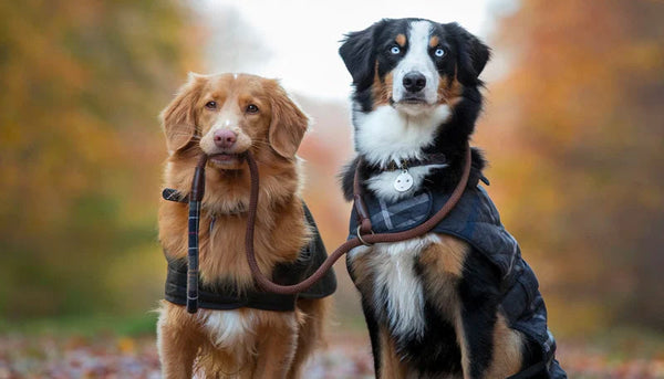 Two dogs wearing the Barbour dogcoat and Barbour waxed dog jacket holding Barbour dog leash and tartan dog collars.
