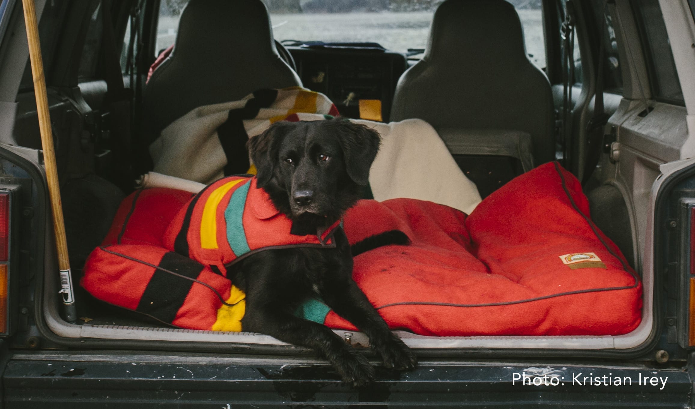 Pendleton dog bed is the best dog bed in the market that's an essential dog must have.