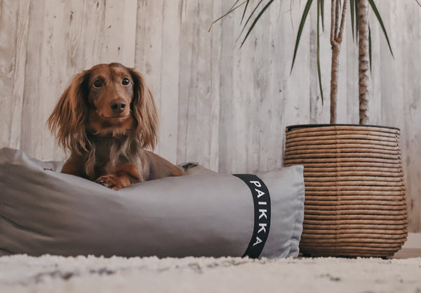 Dachshund on perfect small dog bed