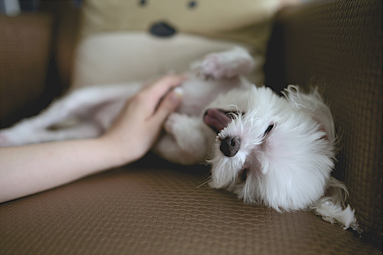 Cute dog laying down