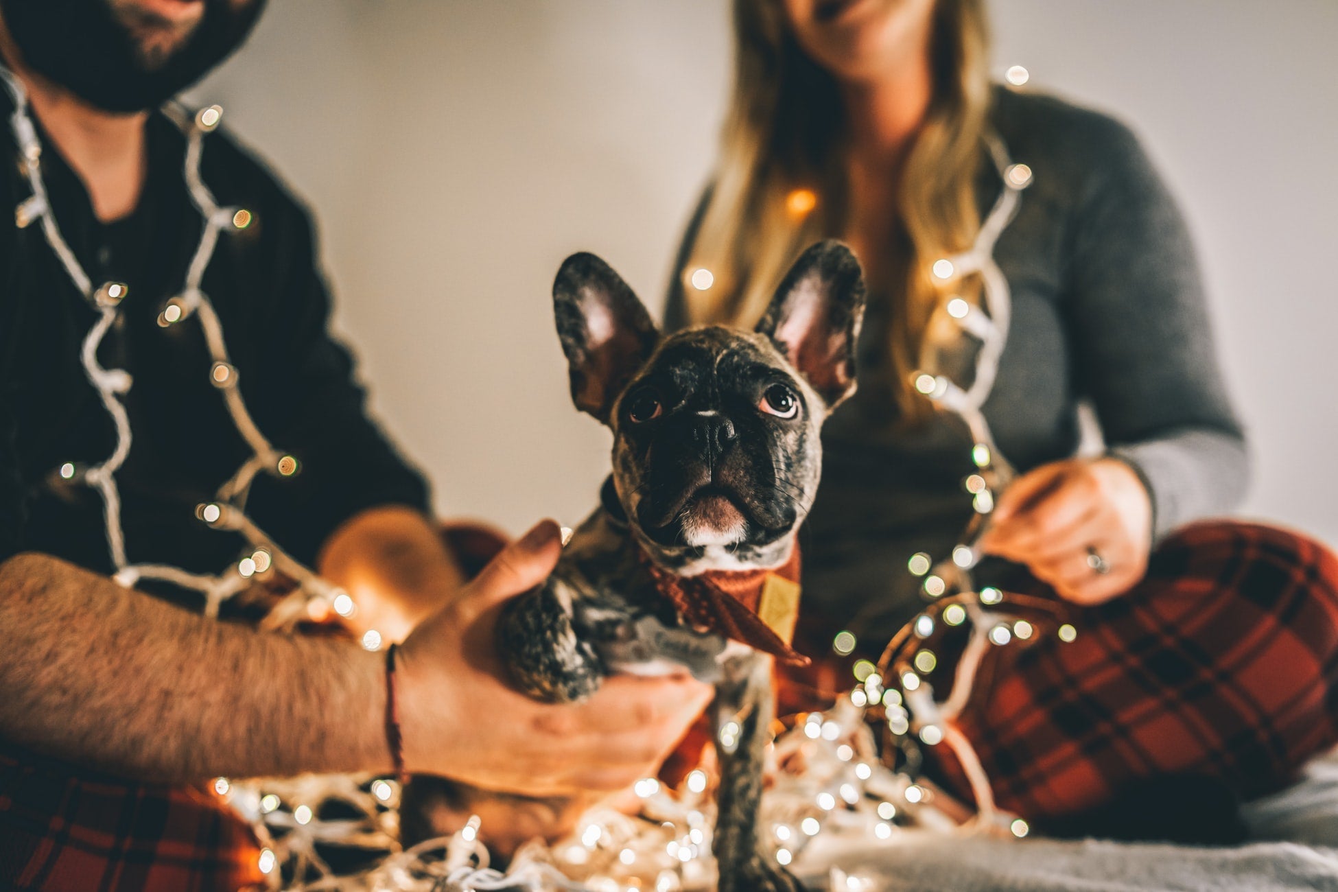 Dog and dog owner opening Christmas holiday gifts from Joy To The World ornaments collection.