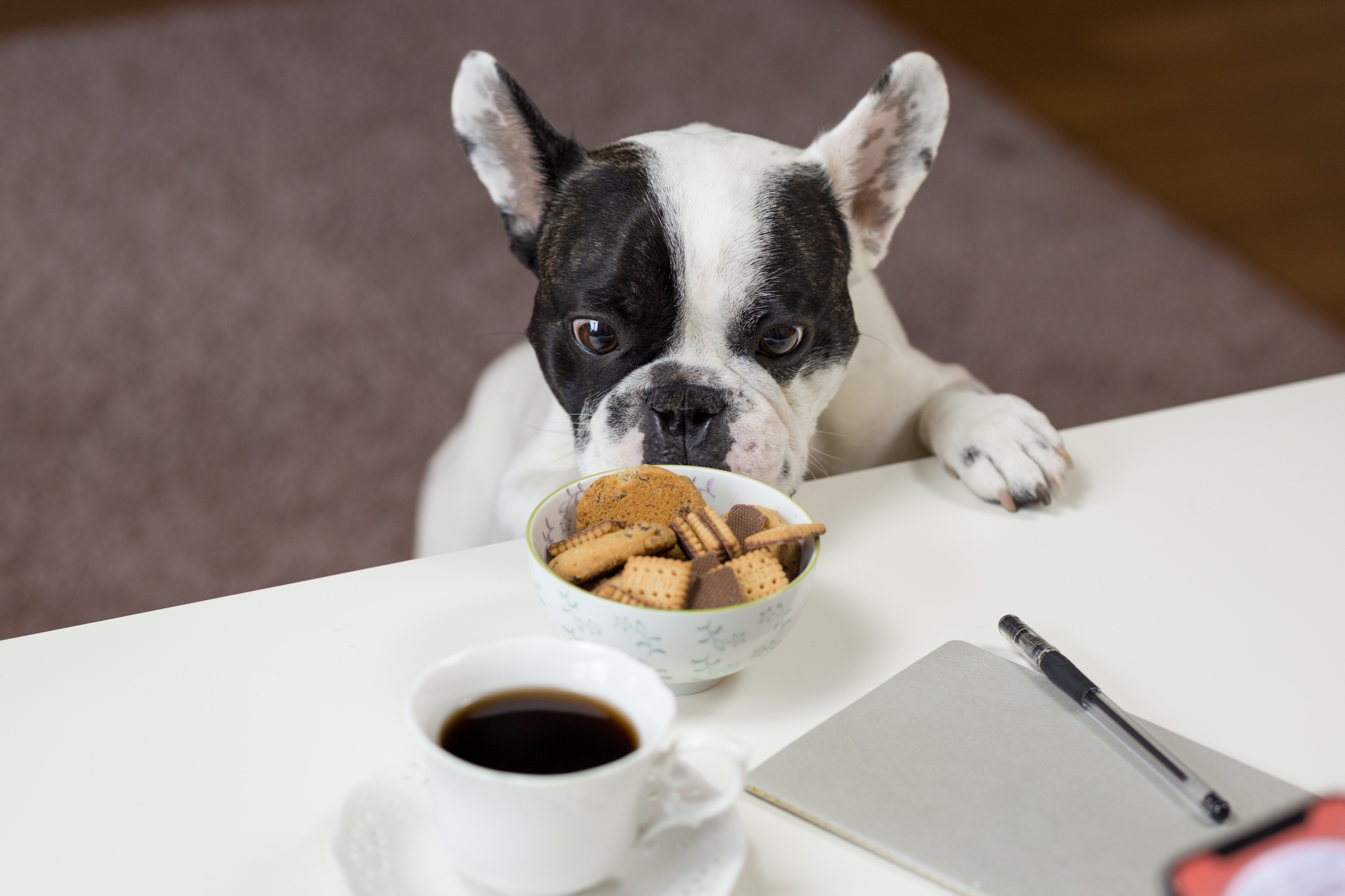 Holiday cookie recipes for dogs