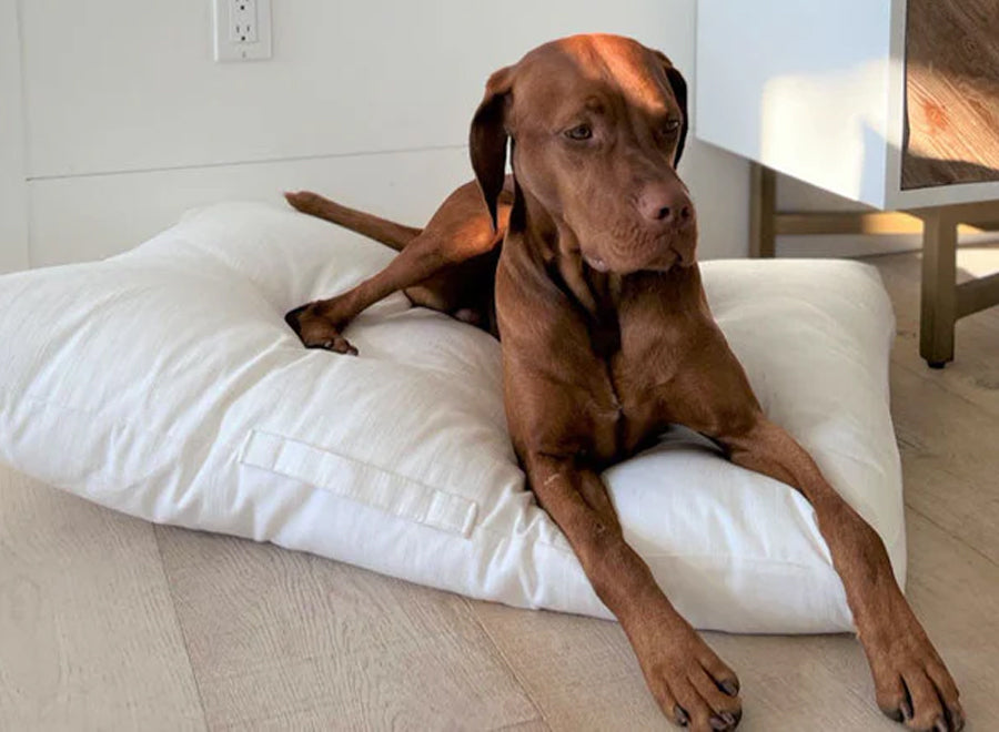 Large brown dog on large dog bed