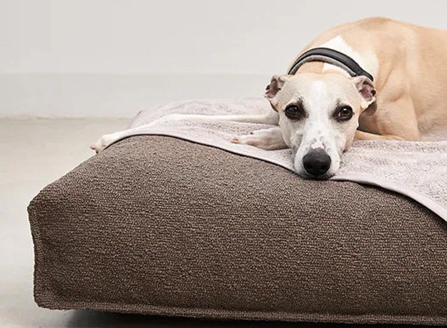 Large dog bed with italian hound